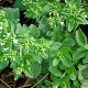 Stevia rebaudiana GM C1 BIO