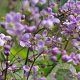 Thalictrum delavayi GM C1 BIO