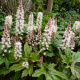 Tiarella 'Pink Skyrocket' GM C1.3 BIO