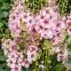Verbascum 'Rosie' GM C1.3 BIO