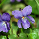 Viola odorata GM C1 BIO inheems