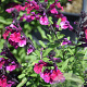 Salvia greggii 'Mirage Burgundy' GM C1.3 BIO