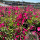 Salvia greggii 'Mirage Hot pink' GM C1.3 BIO