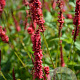 Persicaria amplexicaulis 'JCalor' GM C1 BIO
