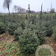 Picea omorika 125-150 cm met kluit