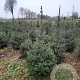 Picea omorika 150-175 cm met kluit