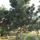 Pinus nigra nigra 35-40 HO draadkluit