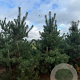 Pinus sylvestris 250-300 cm draadkluit