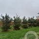 Pinus sylvestris 300-350 cm draadkluit