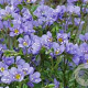 Polemonium reptans 'Blue Pearl' GM C1 BIO
