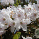 Rhododendron impeditum 'Album' 20-25 cm 2,0L