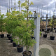 Sambucus nigra 'Golden Tower' Â® 40-60 cm P26