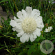 Scabiosa caucasica 'Alba' GM C1.3 BIO