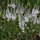 Veronica gentianoides 'Tissington White' GM C1.3 BIO