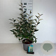 Elaeagnus ebbingei 40-50 cm 35L