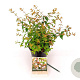 Abelia 'Edward Goucher' 20-30 cm C1.5