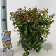 Abelia 'Edward Goucher' 25-30 cm 2,0L