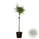 Acer palmatum 80 cm stam 10L kroon
