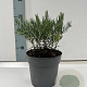 Andromeda glaucophylla 15-20 cm 2,0L