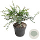 Berberis darwinii 'Compacta' 20-25 cm 2,0L