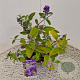 Buddleja Free Petite Blue Heaven 25-30 cm 2,5L