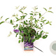 Buddleja Free Petite Blue Heaven 25-30 cm 3,0L