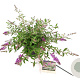 Buddleja Free Petite Dark Pink 25-30 cm 3,0L
