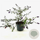 Buddleja Free Petite Dark Pink 25-30 cm 3,0L