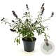 Buddleja Free Petite Tutti Fruitti 30-40 cm 3,0L