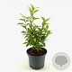 Callicarpa Magical Snowstar 30-40 cm 3,0L