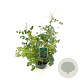 Caragana arborescens 20-30 cm 3,0L