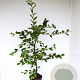Carpinus betulus 80-100 cm 5,0L geveerd