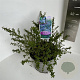Ceanothus 'Blue Mound' 30-40 cm 5,0L