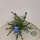 Ceanothus thyrsiflorus repens 25-30 cm 2,5L