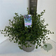 Ceanothus thyrsiflorus repens 40-50 cm 10L