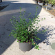 Ceanothus thyrsiflorus repens 40-50 cm 10L