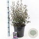 Ceanothus 'Tuxedo' 40-50 cm 10L