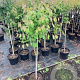 Cercidiphyllum japonicum 80 cm stam 10L kroon