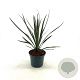Cordyline australis 30-40 cm 2,0L