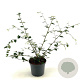 Cotoneaster franchetii 50-60 cm 3,0L