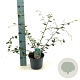 Cotoneaster franchetii 50-60 cm 3,0L