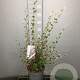Cotoneaster franchetii 50-60 cm 3,0L