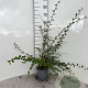 Cotoneaster franchetii 60-80 cm 2,0L