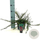 Cotoneaster microphyllus 25-30 cm 2,0L