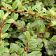 Cotoneaster thimphuensis 25-30 cm 2,0L