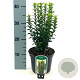 Euonymus 'Benkomoki' 25-30 cm 2,0L