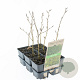 Fagus sylvatica 30-40 cm sixpack