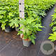 Fatsia japonica 40-50 cm 3,0L