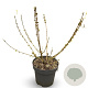 Forsythia 'Goldrausch' 60-80 cm 12L