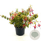 Fuchsia 'Genii' 25-30 cm 2,0L